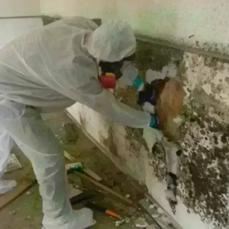 Mold Remediation and Removal in Firebaugh, CA